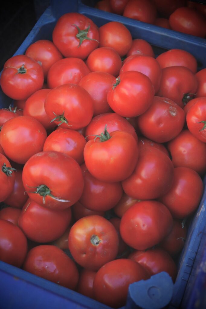 Fresh red tomatoes in a crate ready for market distribution
